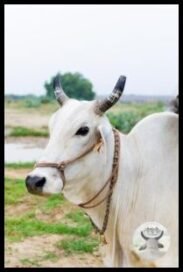 यह वेब साइड गौ माता का आशीर्वाद