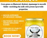 विशेष भादवे (भाद्रपद माह) का घी / Advance Booking on: Premium Bhadwa Ghee - 500ml & 1000ml  सीमित मात्रा में उपलब्ध
