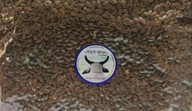 Organic Flax Seeds - अलसी बीज- 250gm (Vaccum Packing)