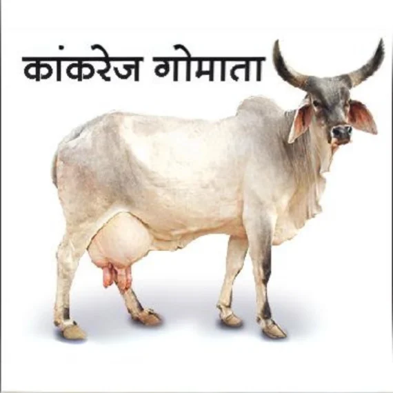 Kankrej कांकरेज Gomata Bilona Ghee - 1 litre