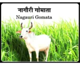 Nagauri / नागौरी Gomata Bilona Ghee - 1litre