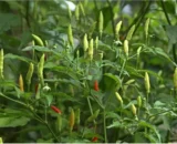 kanthari Mirch (very hot)|  कंथारी मिर्च - (पूर्णतया प्राकृतिक - Naturally Grown) -  100 gm