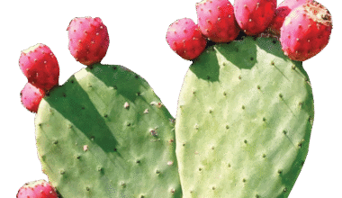 Prickly Pear Fruit Powder (good source of Iron) / नागफणी फल पाउडर (150gm) (खून बढ़ाने की अद्भुत शक्ति)